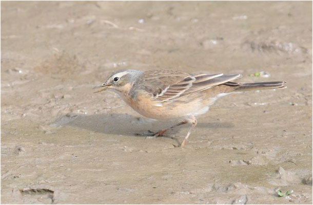 BERGPIEPER, WATER PIPIT, ANTHUS SPINOLETTA
