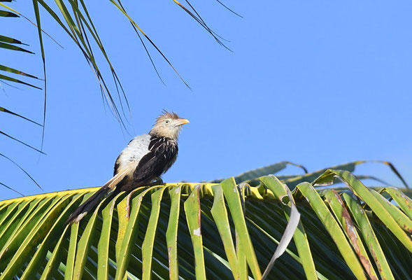GUIRAKUCKUCK, GUIRA CUCKOO, GUIRA GUIRA