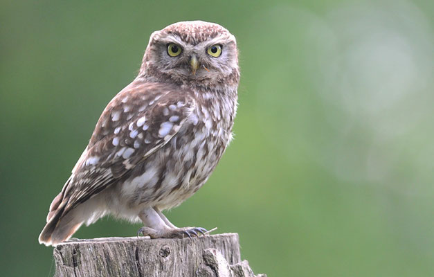 STEINKAUZ, LITTLE OWL , ATHENE NOCTUA