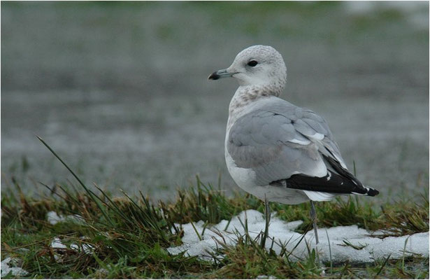 STURMMÖWE, MEW GULL (COMMON GULL), LARUS CANUS
