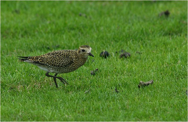 GOLDREGENPFEIFER, GOLDEN PLOVER, PLUVIALIS APRICARIA