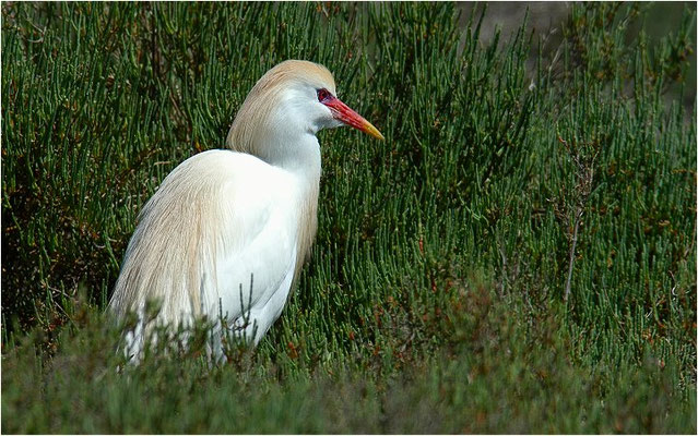 KUHREIHER, CATTLE EGRET, BUBULCUS IBIS