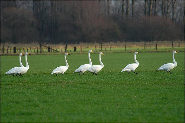 SINGSCHWAN, WHOOPER SWAN, CYGNUS CYGNUS