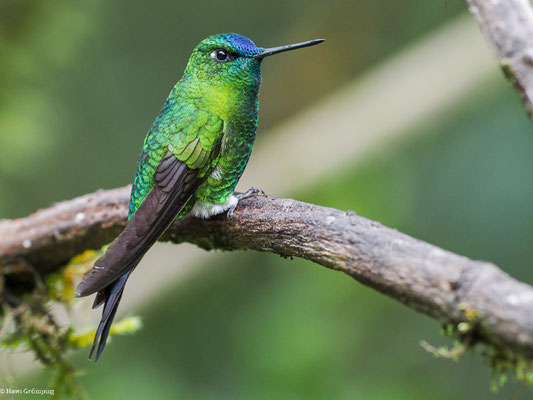 LANGSCHWANZHÖSCHENKOLIBRI, SAPPHIRE-VENTED PUFFLEG - ERIOCNEMIS LUCIANI