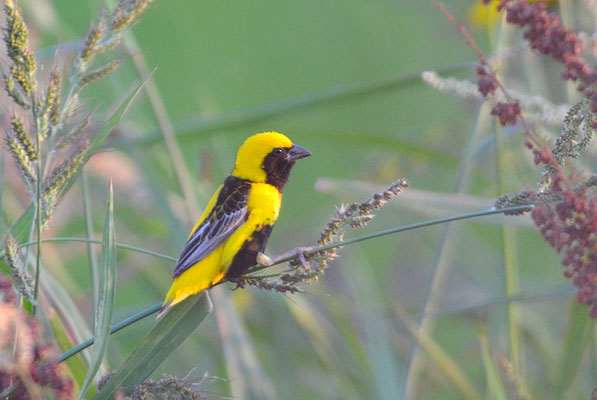 TAHAWEBER, YELLOW-CROWNED BISHOP, EUPLECTES AFER