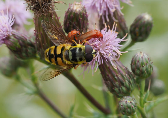 Totenkopfschwebfliege, Myathropa florea