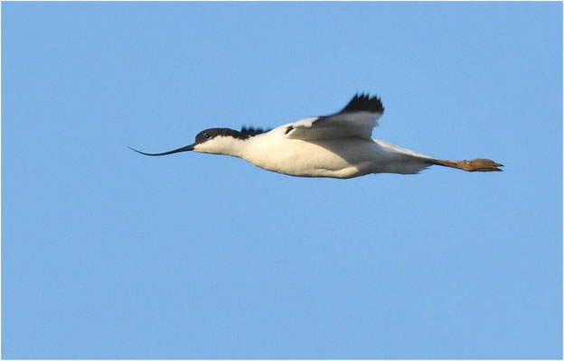 SÄBELSCHNÄBLER, AVOCET, RECURVIROSTRA AVOSETTA
