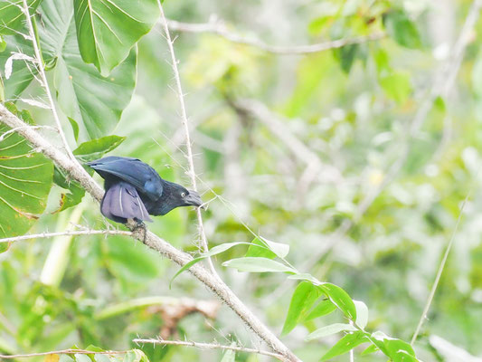 Riesenani, Greater Ani - Crotophaga major