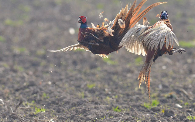 FASAN, COMMON PHEASANT, PHASIANUS COLCHICUS