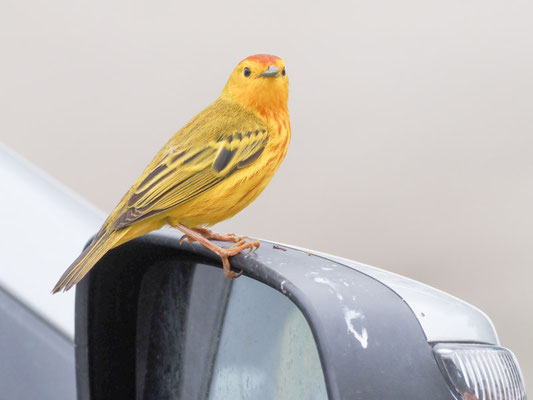 Goldwaldsänger, Yellow warbler - Setophaga petechia