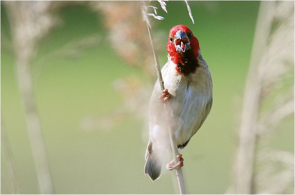 ROTKOPFWEBER, RED-HEADED QUELEA, QUELEA ERYTHROPS