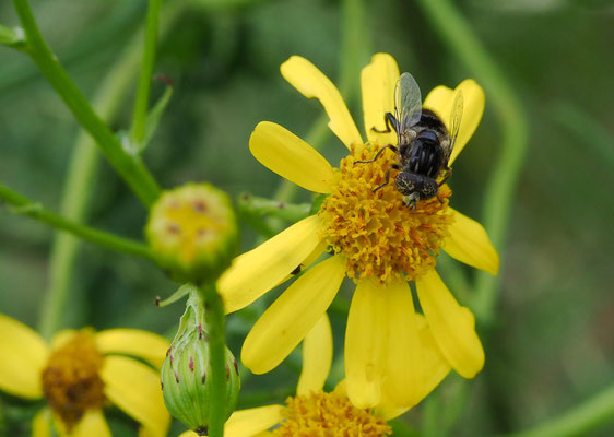 MATTE SCHWARZKOPFSCHWEBFLIEGE, MELANOSTOMA SCALARE
