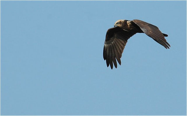 ROHRWEIHE, MARSH HARRIER, CIRCUS AERUGINOSUS
