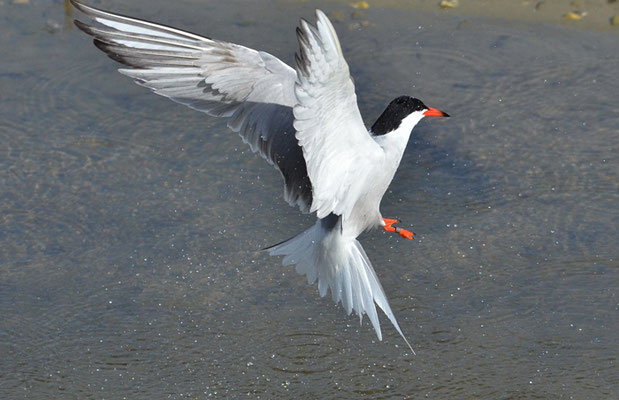 FLUSSSEESCHWALBE, COMMON TERN, STERNA HIRUNDO