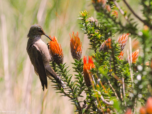 ECUADOR-ANDENKOLIBRI,ECADORIAN HILLSTAR - OREOTROCHILUS CHIMBORAZO