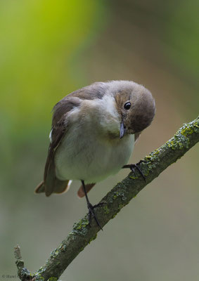 TRAUERSCHNÄPPER, PIED FLYCATCHER, FICEDULA HYPOLEUCA