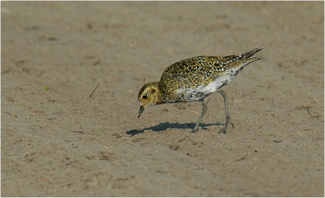 GOLDREGENPFEIFER, GOLDEN PLOVER, PLUVIALIS APRICARIA
