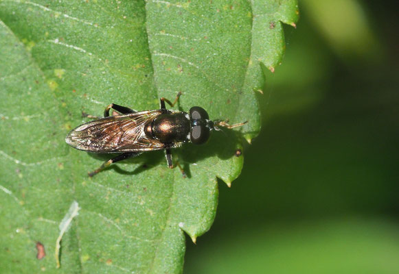 GEMEINE LANGBAUCHSCHWEBFLIEGE, XYLOTA SEGNIS