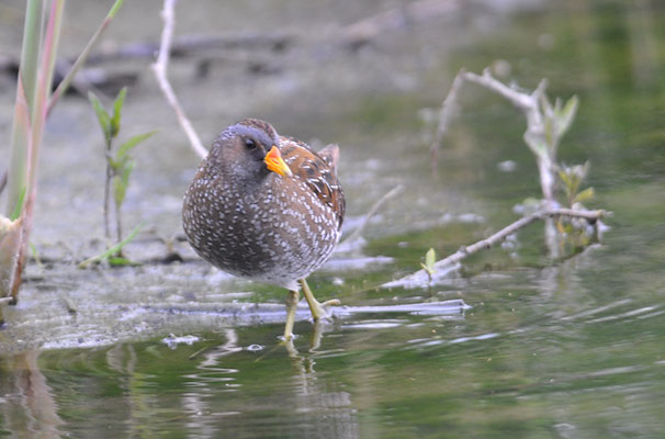 TÜPFELRALLE, SPOTTED CRAKE, PORZANA PORZANA