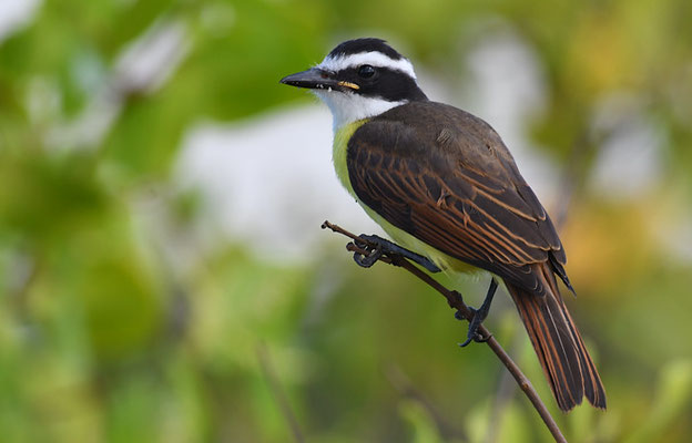 SCHWEFELTYRANN, GREAT KISKADEE, PITANGUS SULFURATUS