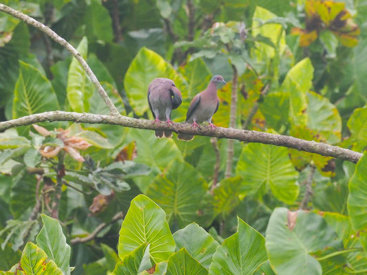 Purpurtaube, Ruddy Pigeon - Patagioenas subvinacea