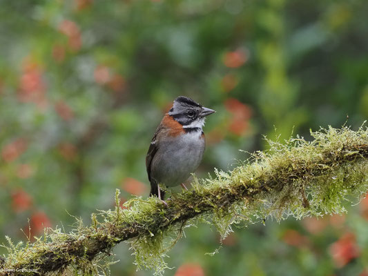 MORGENAMMER, RUFOUS-COLLARED SPARROW - ZONOTRICHIA CAPENSIS