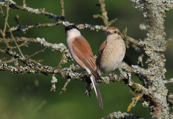 NEUNTÖTER, RED-BACKED SHRIKE, LANIUS COLLURIO