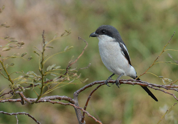FISKALWÜRGER, COMMON FISCAL, LANIUS COLLARIS