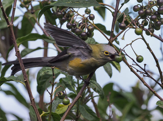 LANGSCHWANZ-SEIDENSCHNÄPPER, LONG-TAILED SILKY FLYCATCHER, PTILOGONYS CAUDATUS