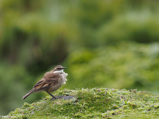 ZIMTFLÜGEL-UFERWIPPER, CHESTNUT-WINGED CINCLODES - CINCLODES ALBIDIVENTRIS