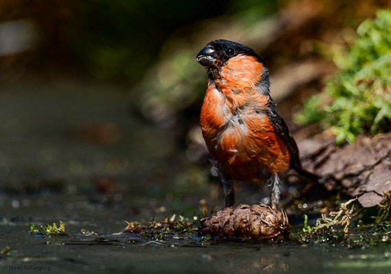 DOMPFAFF, BULLFINCH. PYRRHULA PYRRHULA