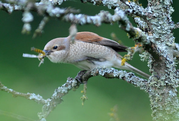 NEUNTÖTER, RED-BACKED SHRIKE, LANIUS COLLURIO