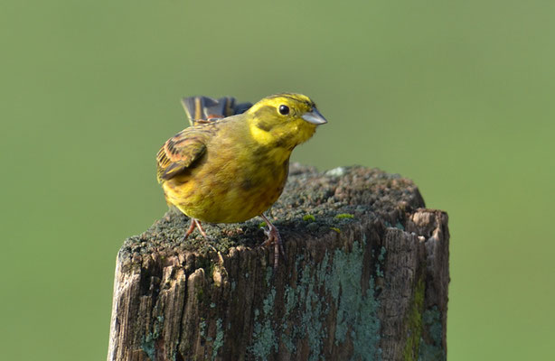 GOLDAMMER, YELLOWHAMMER, EMBERIZA CITRINELLA