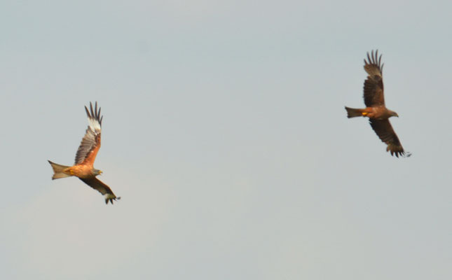 ROTMILAN, RED KITE, MILVUS MILVUS