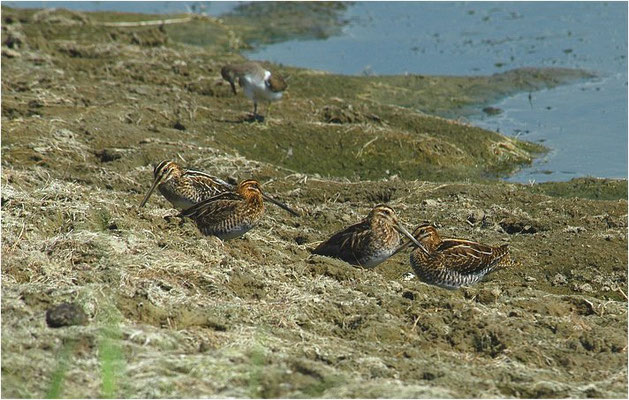 BEKASSINE, COMMON SNIPE, GALLINAGO GALLINAGO
