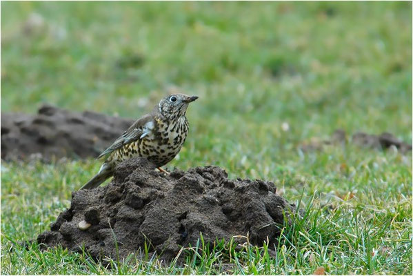MISTELDROSSEL, MISTLE TRUSH, TURDUS VISCIVORUS