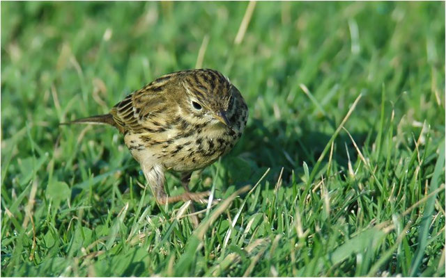 WIESENPIEPER, MEADOW PIPIT, ANTHUS PRATENSIS