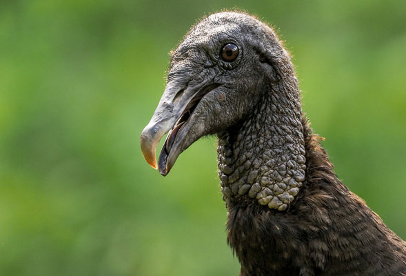 RABENGEIER, BLACK VULTURE, CORAGYPS ATRATUS
