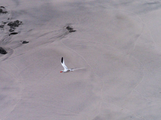 Rotschnabel-Tropikvogel, Red-billed Tropicbird - phaeton aethereus