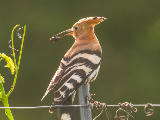 Wiedehopf, hoopoe, upupa epops - D, f, e, zypern