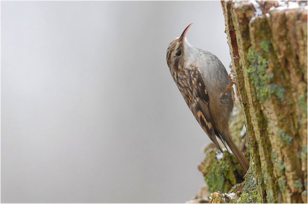 GARTENBAUMLÄUFER, SHORT-TOED TREECREEPER, CERTHIA BRACHYDACTYLA