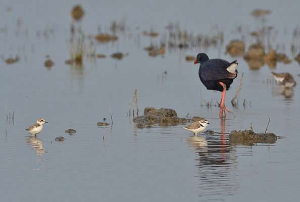 SEEREGENPFEIFER, KENTISH PLOVER, CHARADRIUS ALEXANDRINUS