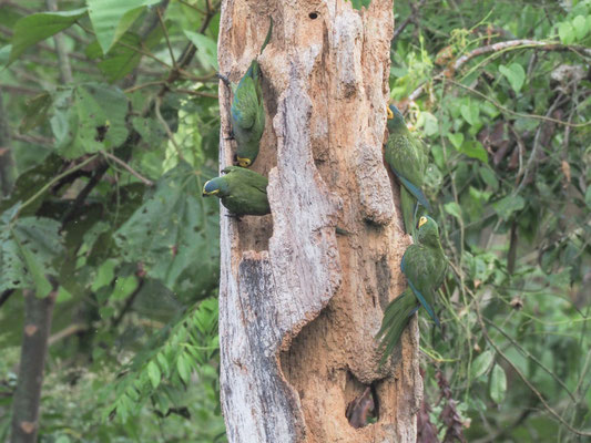 Rotbauchara, Red-bellied Macaw - Orthopsittaca manilatus