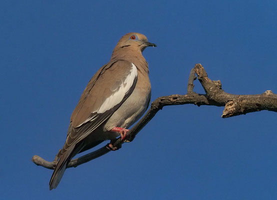 WEISSFLÜGELTAUBE, WHITE-WINGED DOVE, ZENAIDA ASIATICA