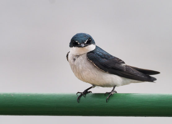 MANGROVENSCHWALBE, MANGROVE SWALLOW, TACHYCINETA ALBILINEA