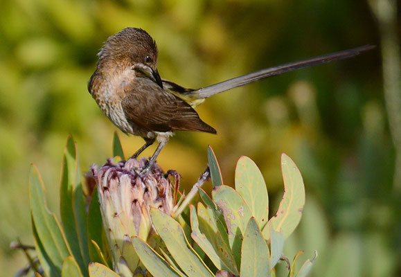 KAPHONIGFRESSER, CAPE SUGARBIRD, PROMEROPS CAFER