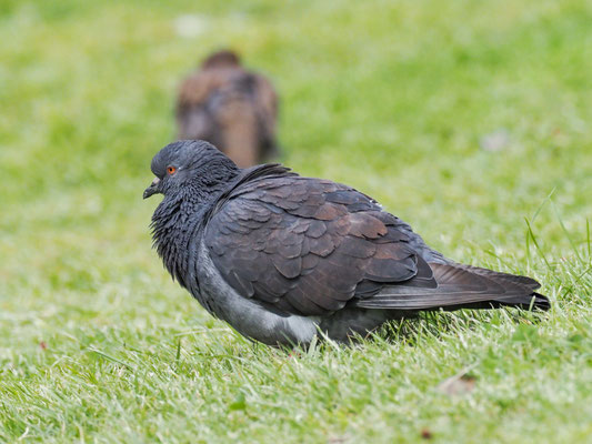 STRASSENTAUBE, ROCK PIGEON - COLUMBA LIVI
