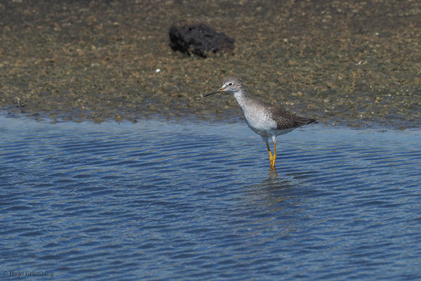 KLEINER GELBSCHENKEL, LESSER YELLOWLEGS, TRINGA FLAVIPES