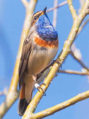 Blaukehlchen, bluethroat, luscinia svecica 