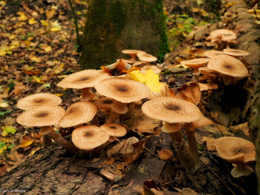 Honiggelber Hallimasch - Armillaria mellea